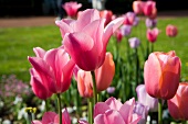 Close-up of different types of tulips in flower bed