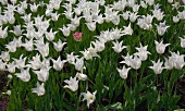 Tulpenbeet mit vielen weißen Lilientulpen und einer rosa Tulpe