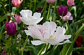 Close-up of white double tulips in flower bed