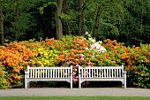 Two white park benches in front of large flowered azaleas