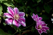 drei Blüten einer Waldrebe, Clematis 
