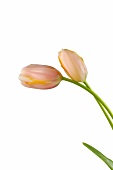 zwei Blütenstiele der französischen Tulpe, aprikot