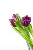 Close-up of three violet tulips with leaves in vase