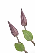 Two violet buds of clematis on white background