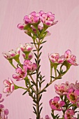 Pedicel of wax rose flowers on pink background