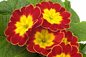 Close-up of red and yellow primrose flowers
