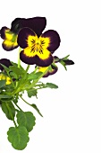 Purple and yellow hornveilchen flowers with leaves on white background