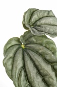 zwei Blätter der Zimmerpflanze Zwergpfeffer