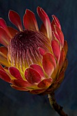 Blüte einer Protea 