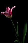 Pink tulip flowers with branch and leaves on black background
