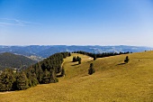 Schwarzwald: Westweg, Blick über Hügellandschaft, sommerlich