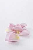 Close-up of pink and white rose petals on white background