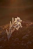 Close-up of edelweiss