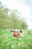 Rinderherde in Jütland 