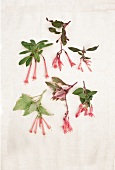 Different varieties of fuchsias on white background