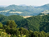 View of forests on mountain in Marche, Tuscany, Italy