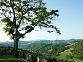 View of hills in Marche, Tuscany, Italy