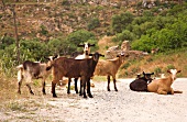 Kreta: Ziegen, blicken in die Kamera
