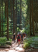 Sachsen: Sächsische Schweiz, Wald, Malerweg, Wanderer, sommerlich