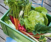 Close-up of various fresh vegetables in green plastic basket