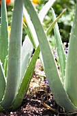 Close-up of aloe vera plants