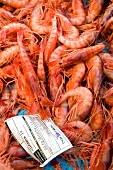 Close-up of pile of gambas, overhead view