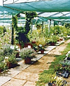 Greenhouse with herb plants