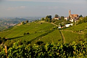 View of wine landscape over the Belbo valley in Piedmont, Italy