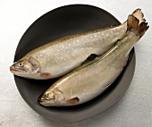 Brook trout in pan