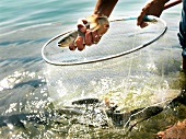 Fish being caught in net