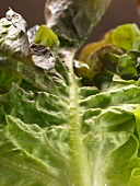 Close-up of fresh lettuce leaves
