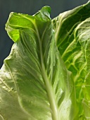 Close-up of fresh lettuce leaves