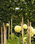 Yellow pompons dahlias supported by bamboo sticks