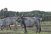 Herd of cattles with herder in meadow, Maremma, Tuscany, Italy