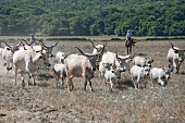 Herd of cattles with herder in meadow, Maremma, Tuscany, Italy