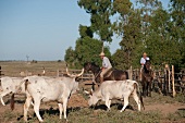 Italien, Toskana, Maremma, Rinder- herde und Hirten