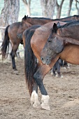 Five horses in ranch, Maremma, Italy
