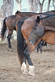 Buttero, berittener Hirte der Maremma, Pferde