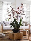 Orchidee Colmanara "Wildct Bobcat" in Keramik - Schale vor Couch