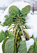Close-up of rosenkohl plant covered with snow