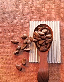 Schokolade, Kakaobohnen Sorte Trinitario