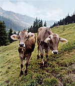 Zwei Kälber auf einer Alm in Tirol Zillertal in Österreich
