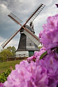 View of Windmill with Rhododendron flower, Worpswede, Germany
