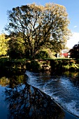 Irland: Ashford, Mount Usher Garden, Gewässer, Bäume, sommerlich.