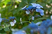 Close-up of blue Hydrangeas