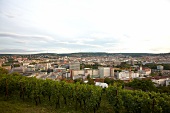Blick auf Stuttgart, Weinberg im Vordergrund