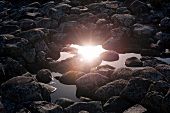 Irland: Giant¿s Causeway, Steine, Sonne reflektiert sich in Pfütze