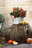 Autumnal decoration with pumpkins on tree bark table
