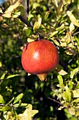 Close-up of pomegranate on tree at Bodrum Peninsula, Turkey