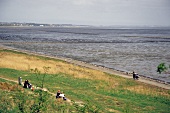 View of Wadden sea and Kampen in Munkmarsch, Sylt, Germany